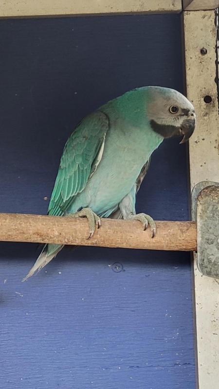Blue Moustache Parrot Hen