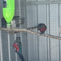 Proven breeding pair Crimson Bellied Conures