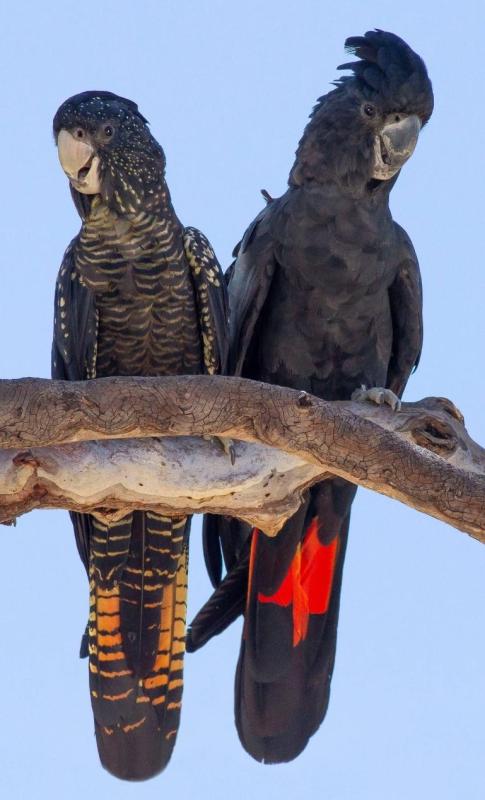 Magnificus Black Cockatoo - Breeding pair