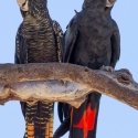 Magnificus Black Cockatoo - Breeding pair
