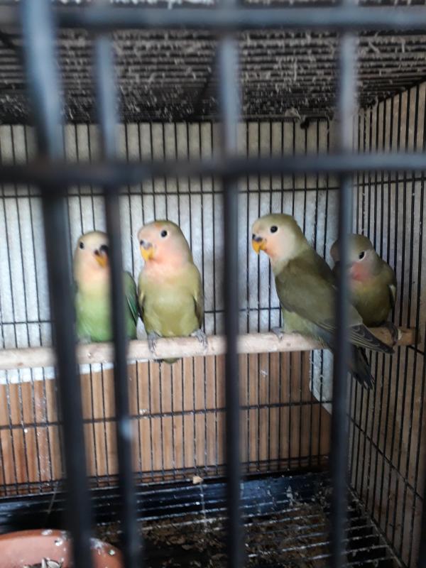 Peach face young birds.