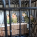 Peach face young birds.