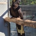 Mature Large Race YELLOW TAIL BLACK COCKATOO-Has bred before.