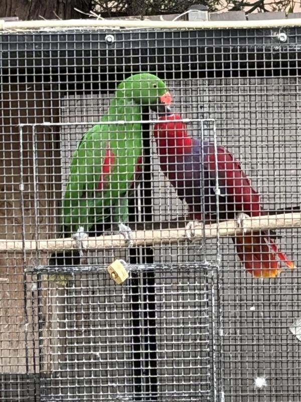 Eclectus