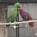 Eclectus