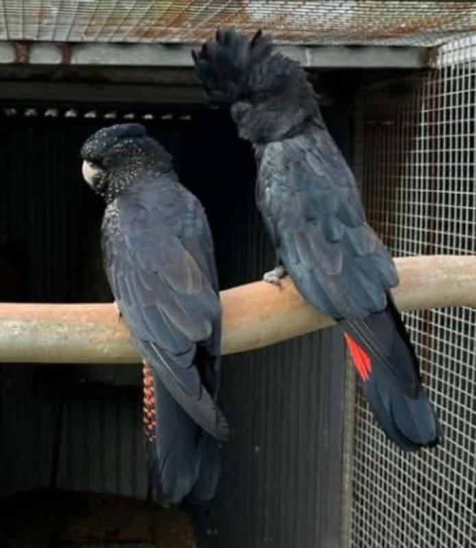 Samueli Red Tail - Breeding Pair