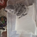 Baby African Gray hand raise