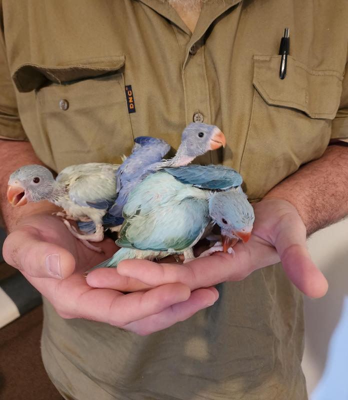Indian ringneck for handraised