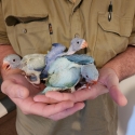Indian ringneck for handraised