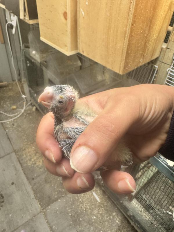 Baby cockatiel lution
