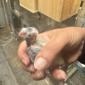 Baby cockatiel lution
