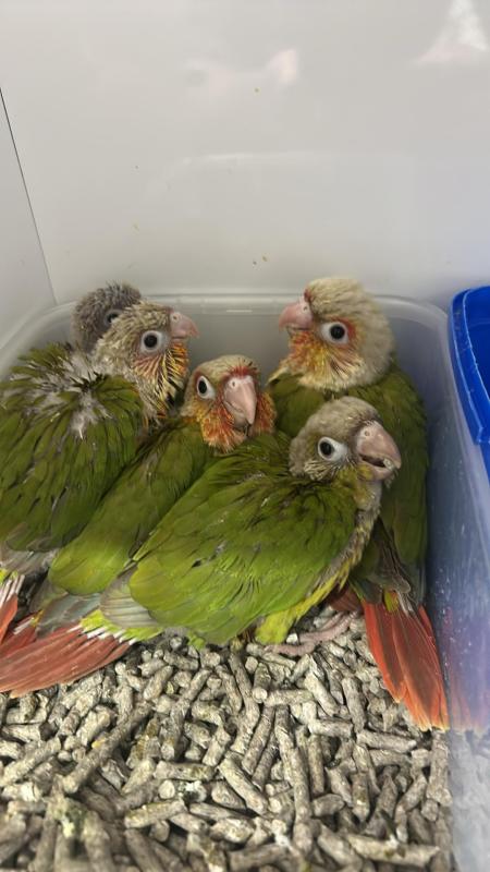 Pineapple Conures Breeding Pair