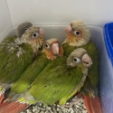 Pineapple Conures Breeding Pair