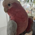 Talking Hand raised Galah CockBird