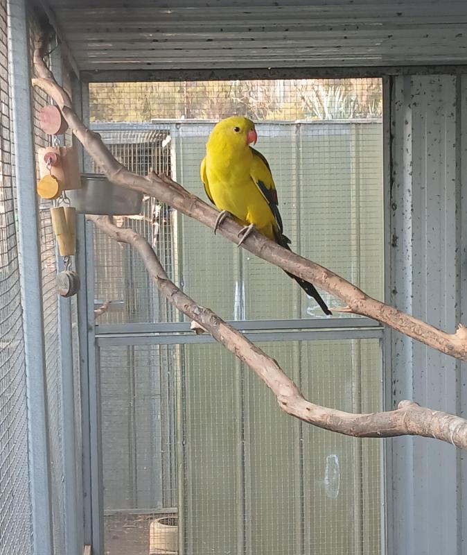 Regent Parrots, 1 Pair and a Hen, all tame