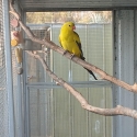 Regent Parrots, 1 Pair and a Hen, all tame