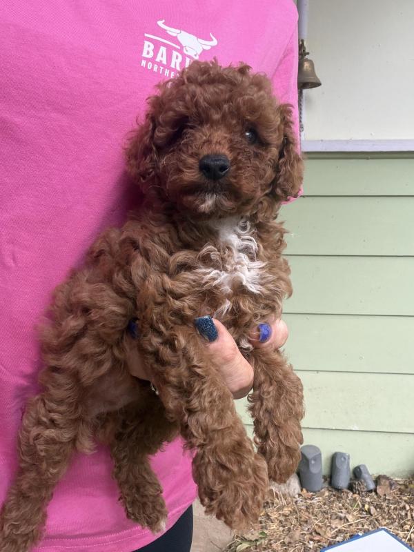 Tiny red toy Cavoodle puppies ready now