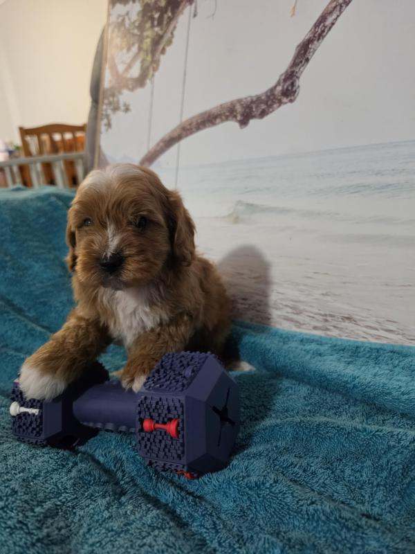 Toy Cavoodles 1st Generation