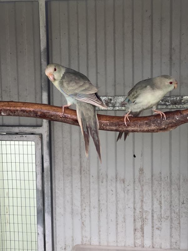 Fallow Blue Kakariki mutations