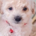 Adorable Pocket cavoodle girl "Vanilla"
