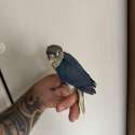 Conures