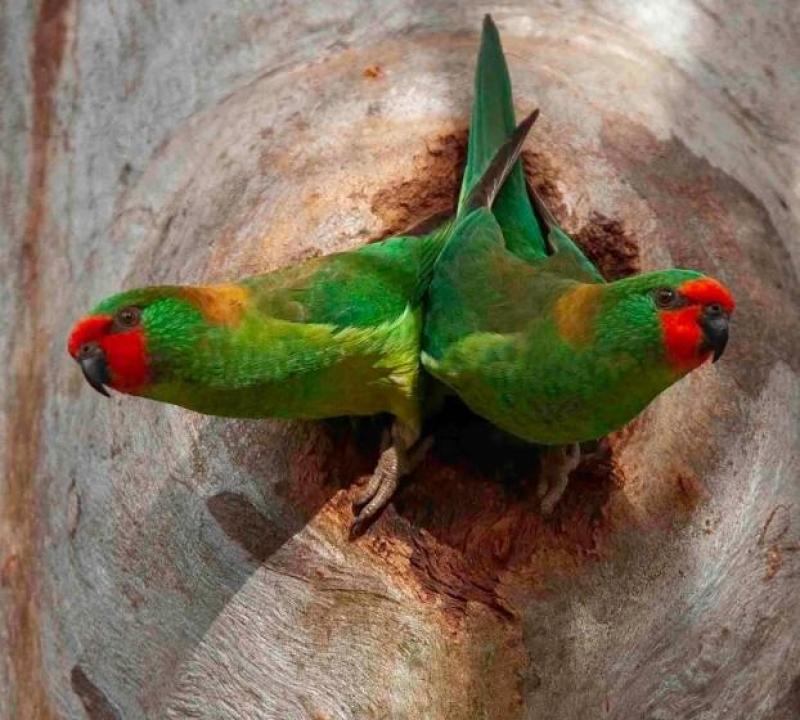 Little Lorikeet