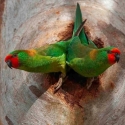 Little Lorikeet