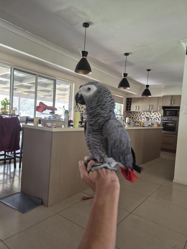 Africian Grey Congo cock
