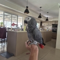 Africian Grey Congo cock