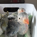 Ringnecks for experienced hand rearers