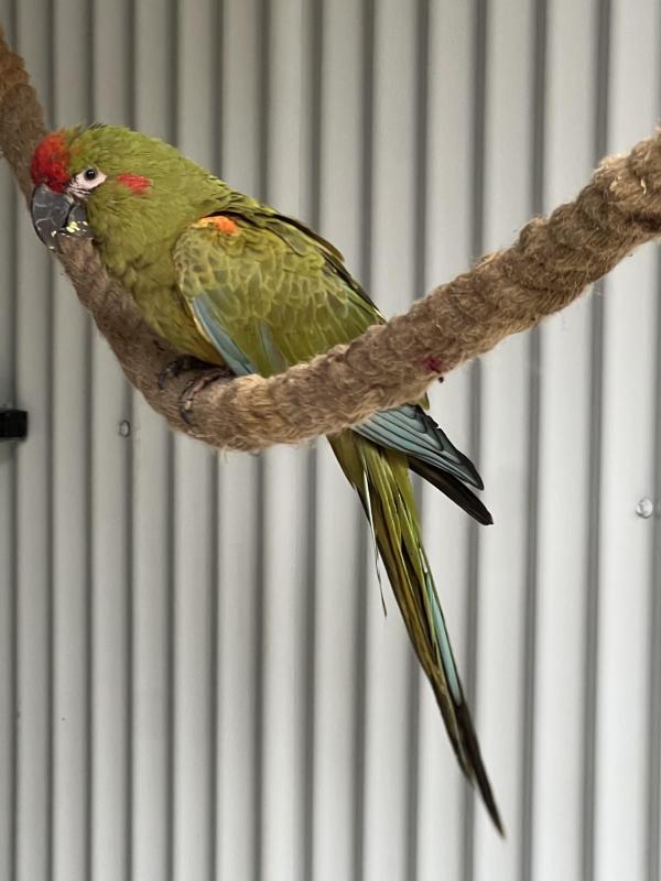 Female hand raised Red Front macaw