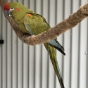Female hand raised Red Front macaw