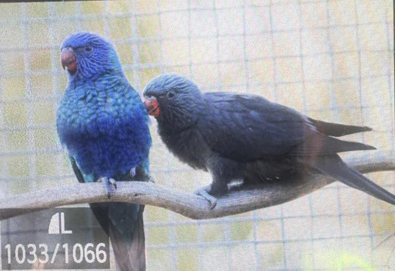 Rainbow, grey fronted grey pair