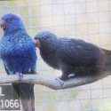 Rainbow, grey fronted grey pair