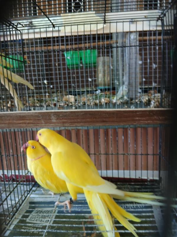 Lutino ringnecks and blue moustache hen