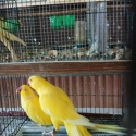 Lutino ringnecks and blue moustache hen