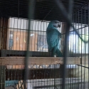 Blue moustache hen