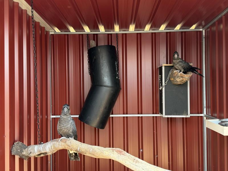 Carnaby cockatoo br pr