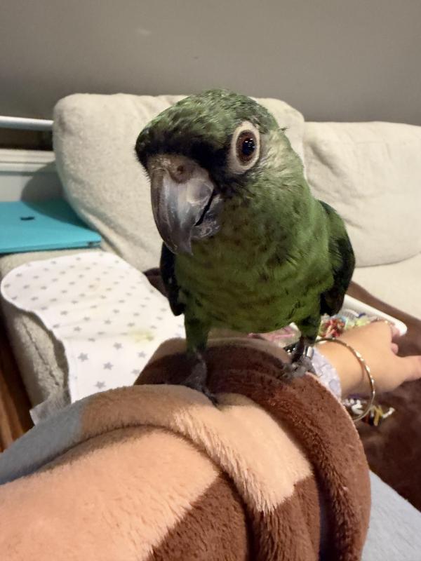 Young hand raised Jardine parrot