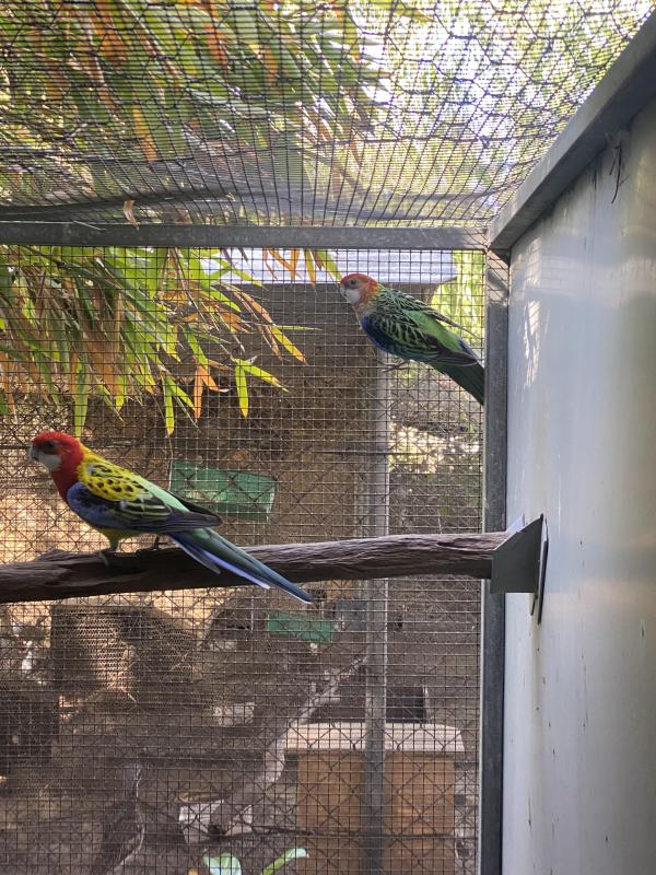 Golden Mantle breeding pair