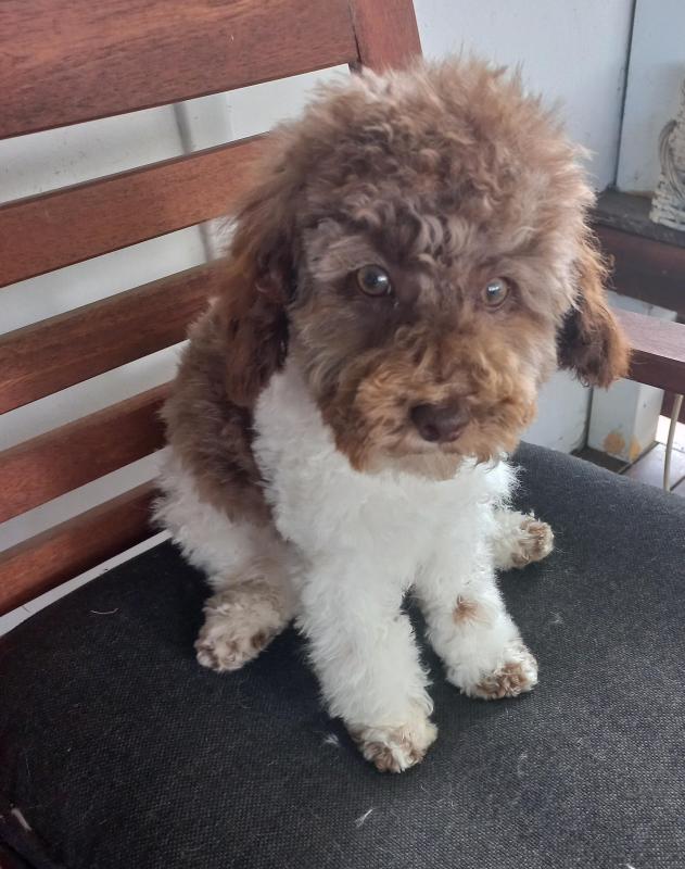 Particolour Toy Poodle
