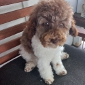 Particolour Toy Poodle