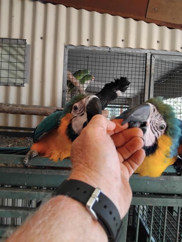 Blue & Gold Macaws & Amazon Hen