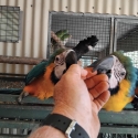 Blue & Gold Macaws & Amazon Hen