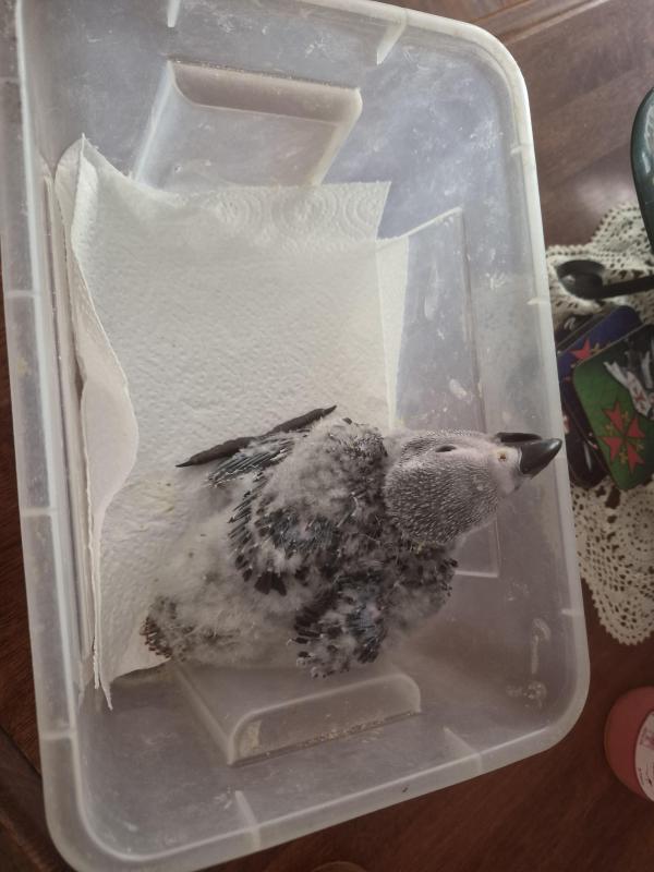 Baby African Gray being hand raised at the moment