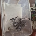 Baby African Gray being hand raised at the moment
