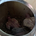 Lutino galahs