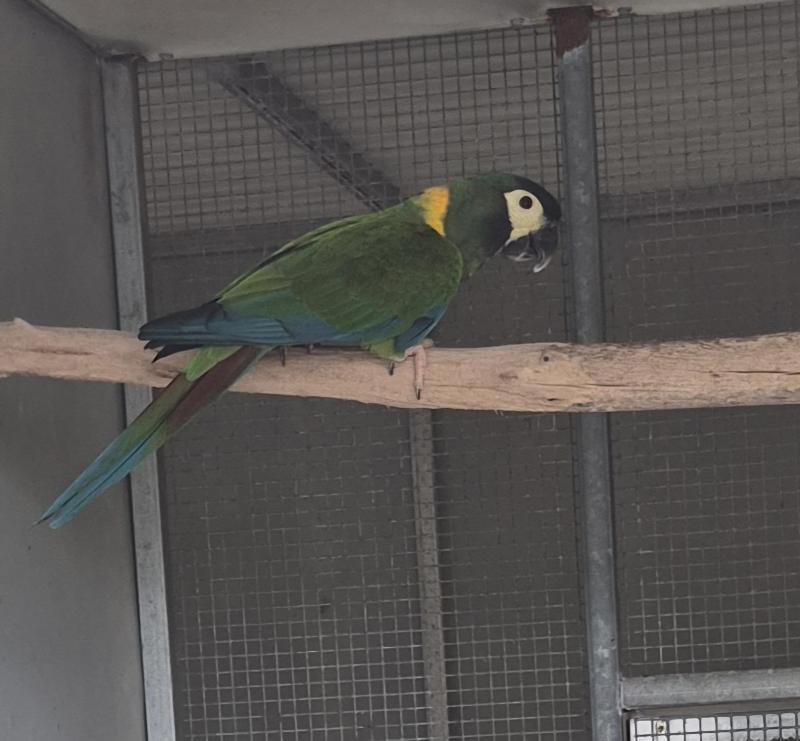 Yellow-Collared Macaw 4 year old