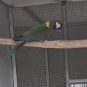 Yellow-Collared Macaw 4 year old