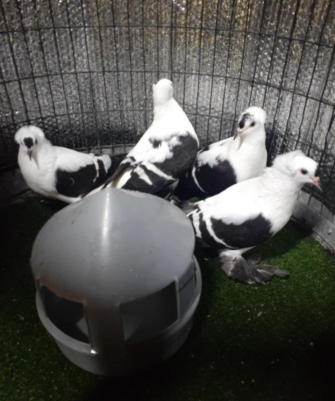 Show Pigeons SYDNEY.